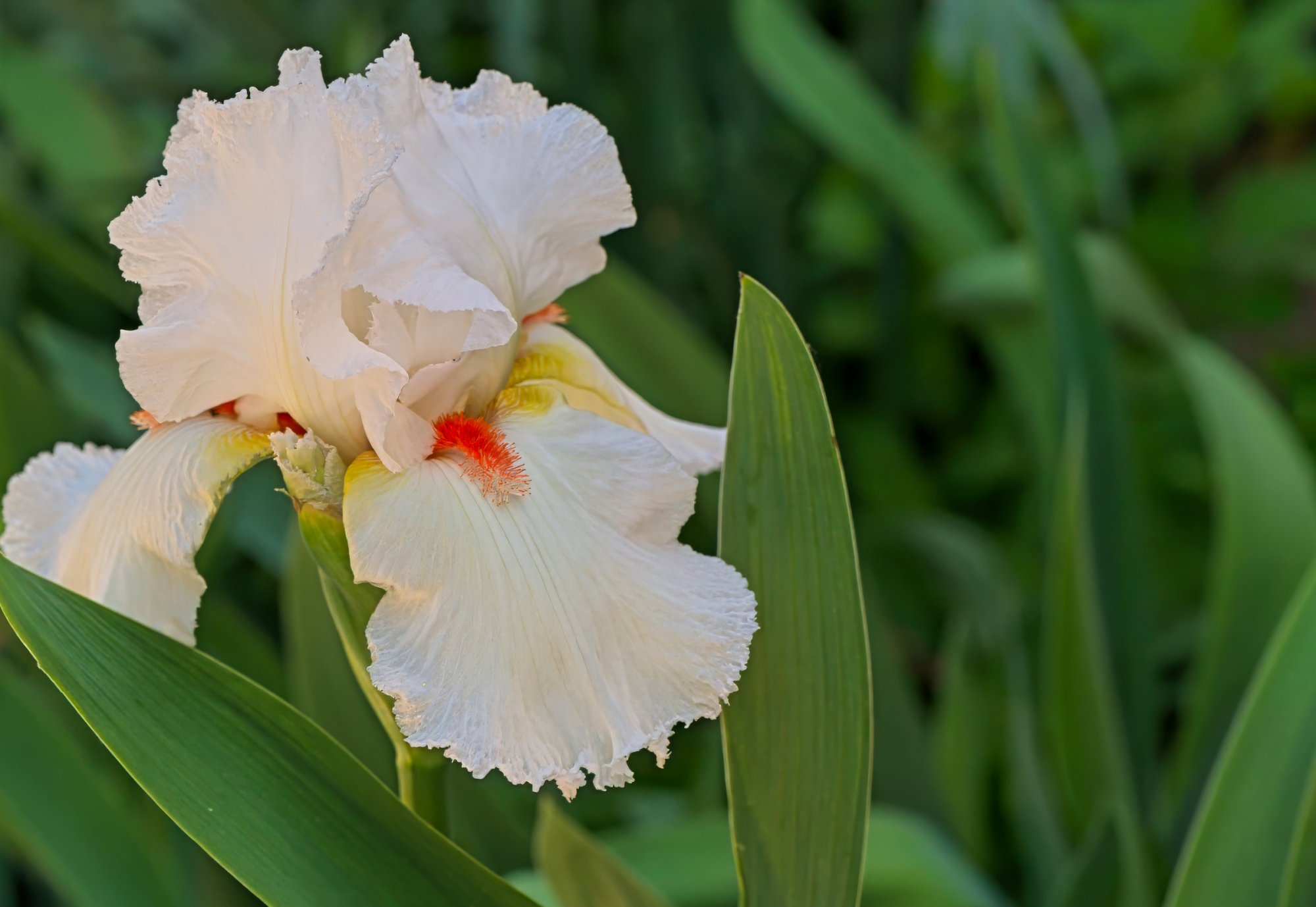 Bearded Iris.jpeg