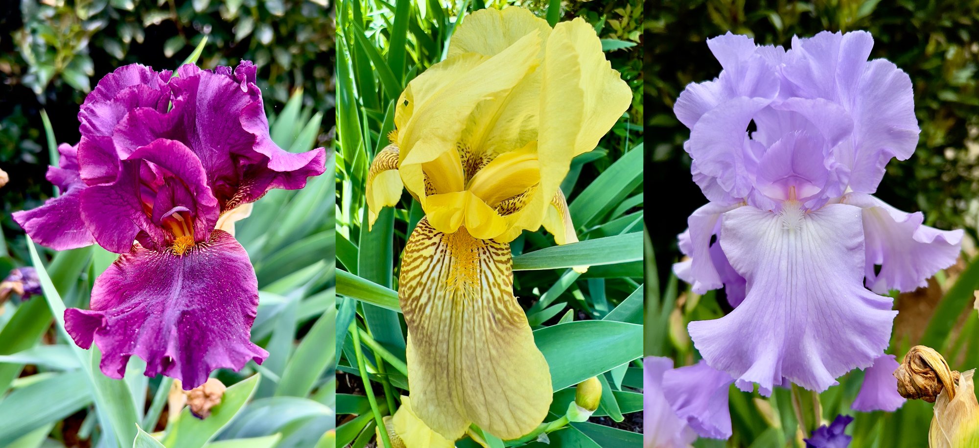 Beared Iris Garden.jpg