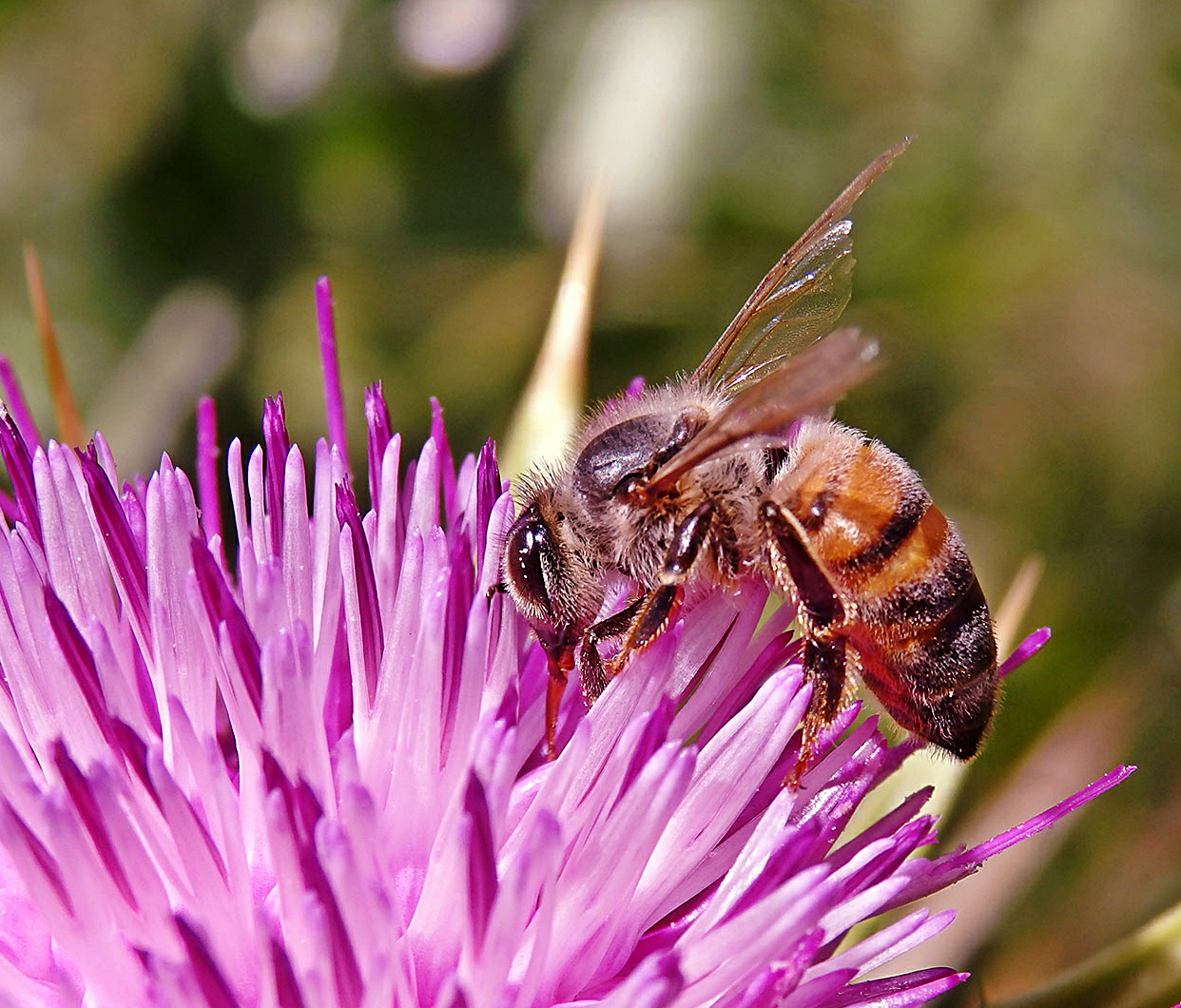 bee-on-thistle-flower cropx3.jpg
