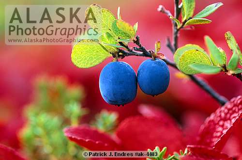 berries.jpg