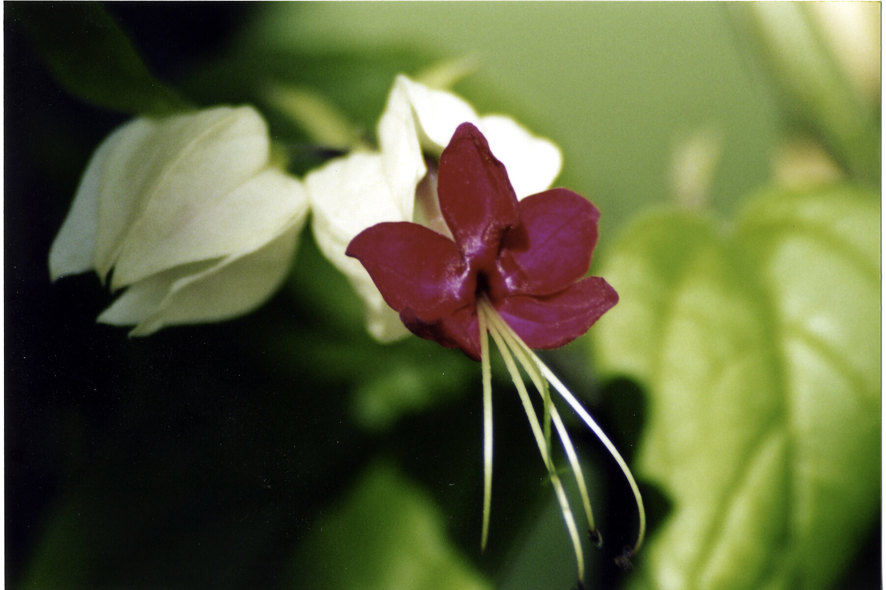 Bleeding Heart Macro.jpg