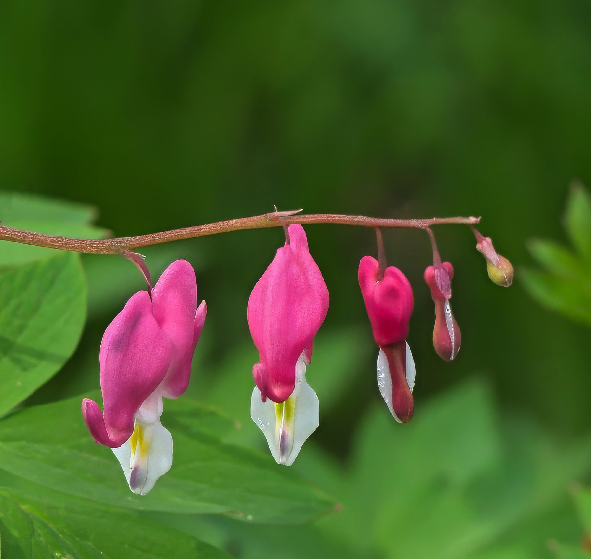 Bleeding Hearts.jpeg