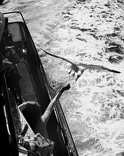 blue&gold cruise I.jpg