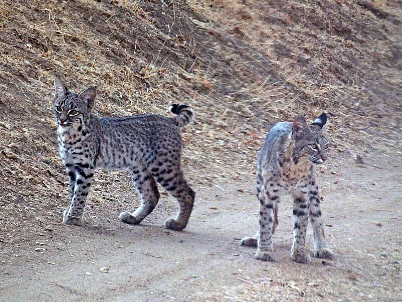 bobcat kittens in road rx.jpg