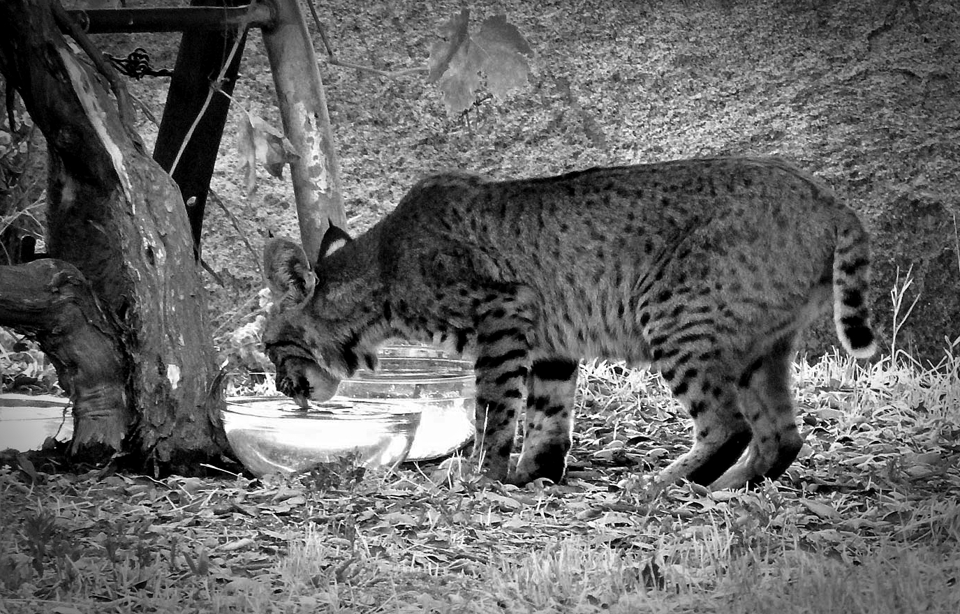 bobcat2 drinking standingxcropbw.jpg