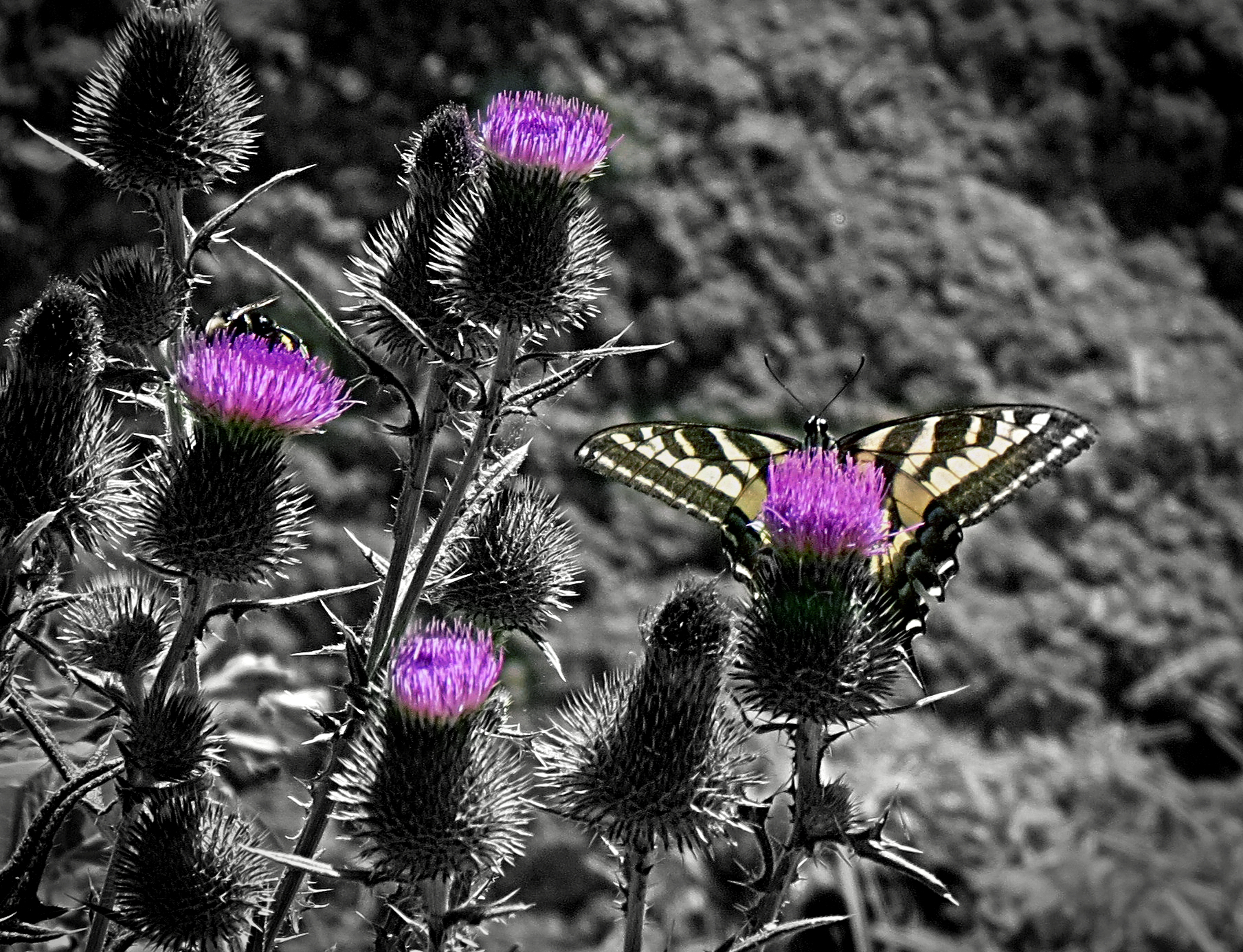 butterfly thistle sx40 7.2.22xbwpop2.jpg