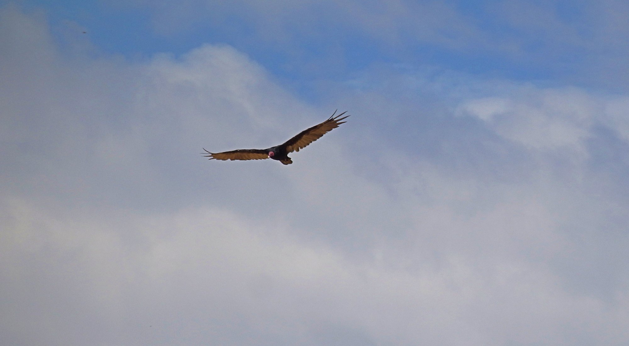 buzzard soaring 3 7.9.22x.jpg