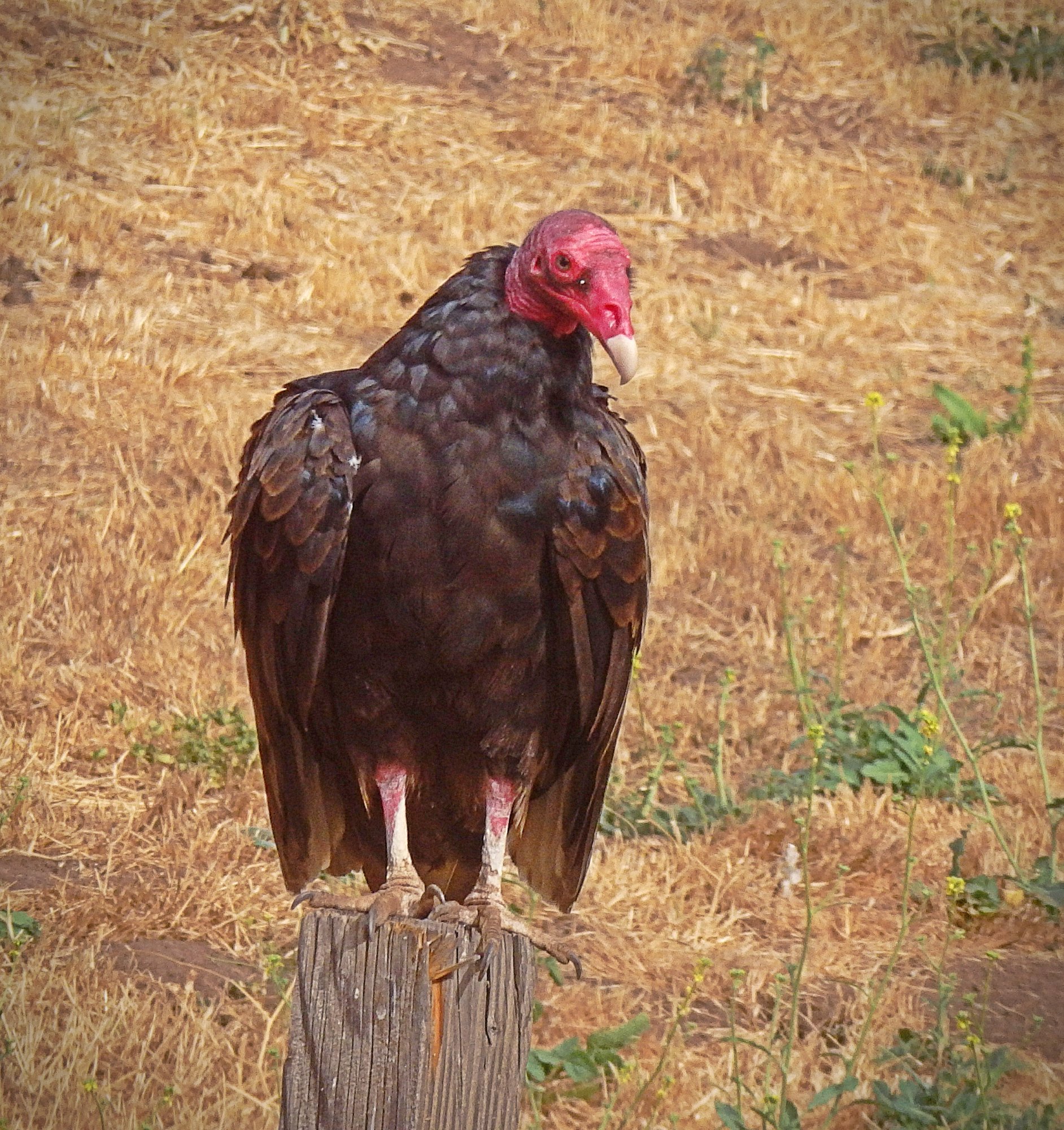buzzards on post in side yardx2crop.jpg