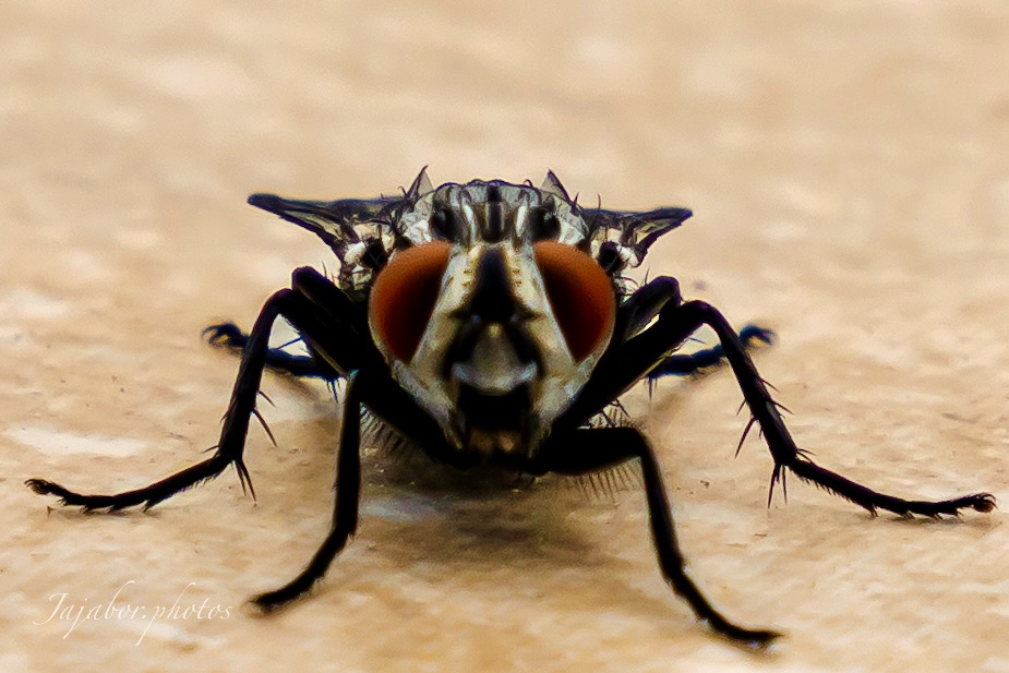 C7624932-C513-4F28-8274-AB9CECEC8F7E.JPG
