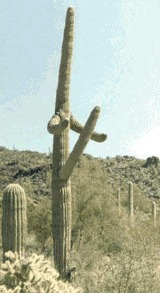 cactus.jpg