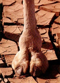 camel_toe_hoof.jpg