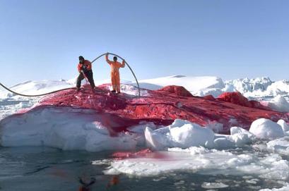 capt.cop80103251517.greenland_red_iceberg_cop801.jpg