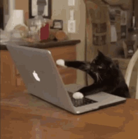 cat-laptop.gif