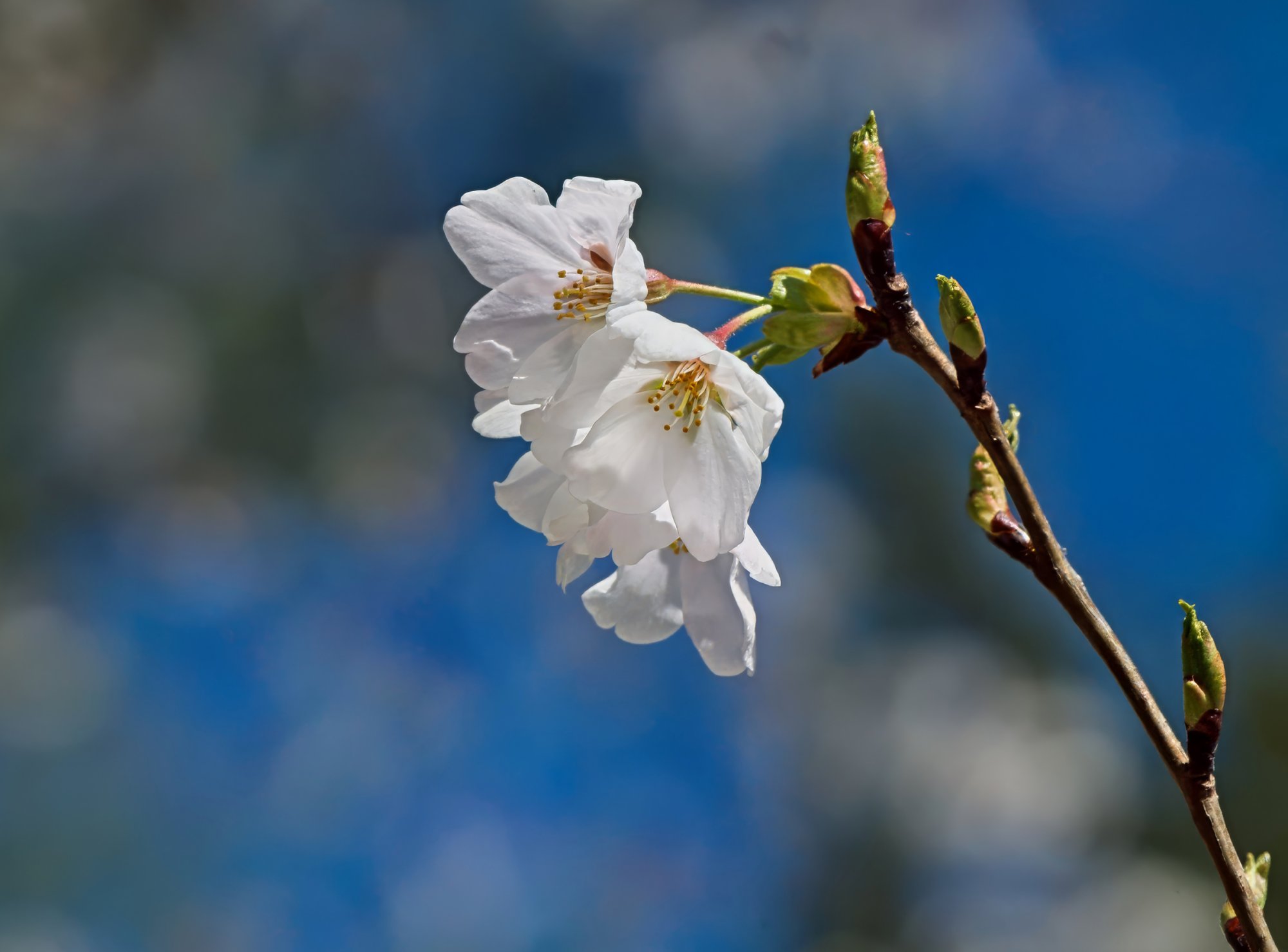 Cherry Blossoms.jpeg