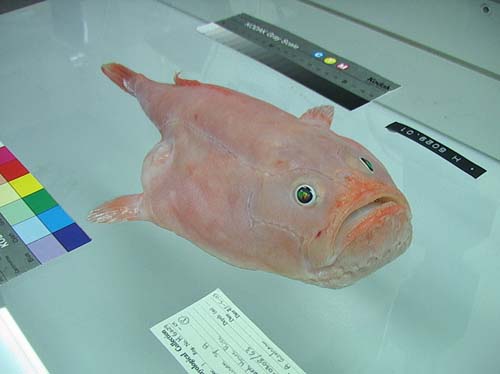 coffinfish2.jpg