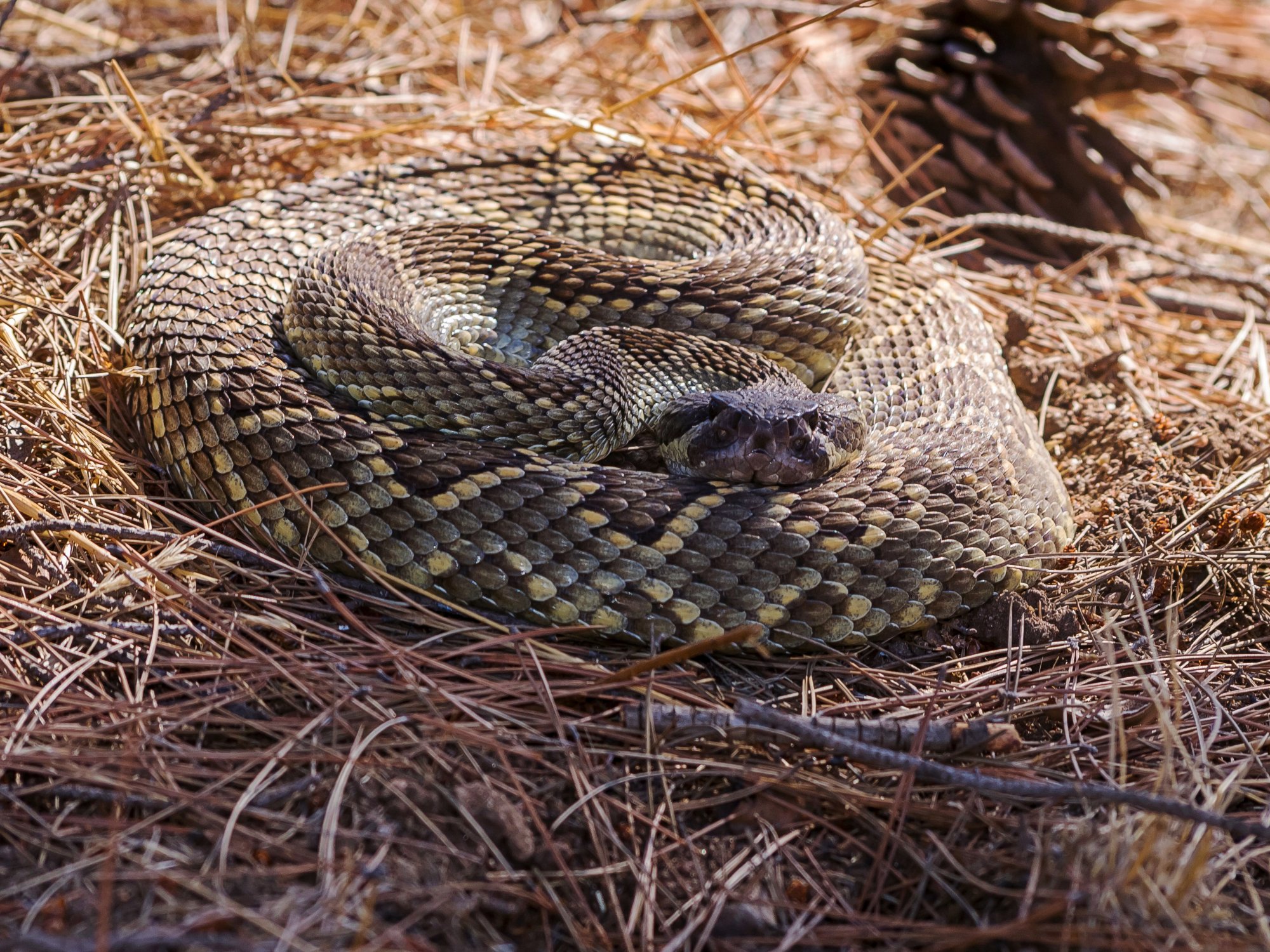 coiled rattlesnake 1768 10.02.22xxx.jpg