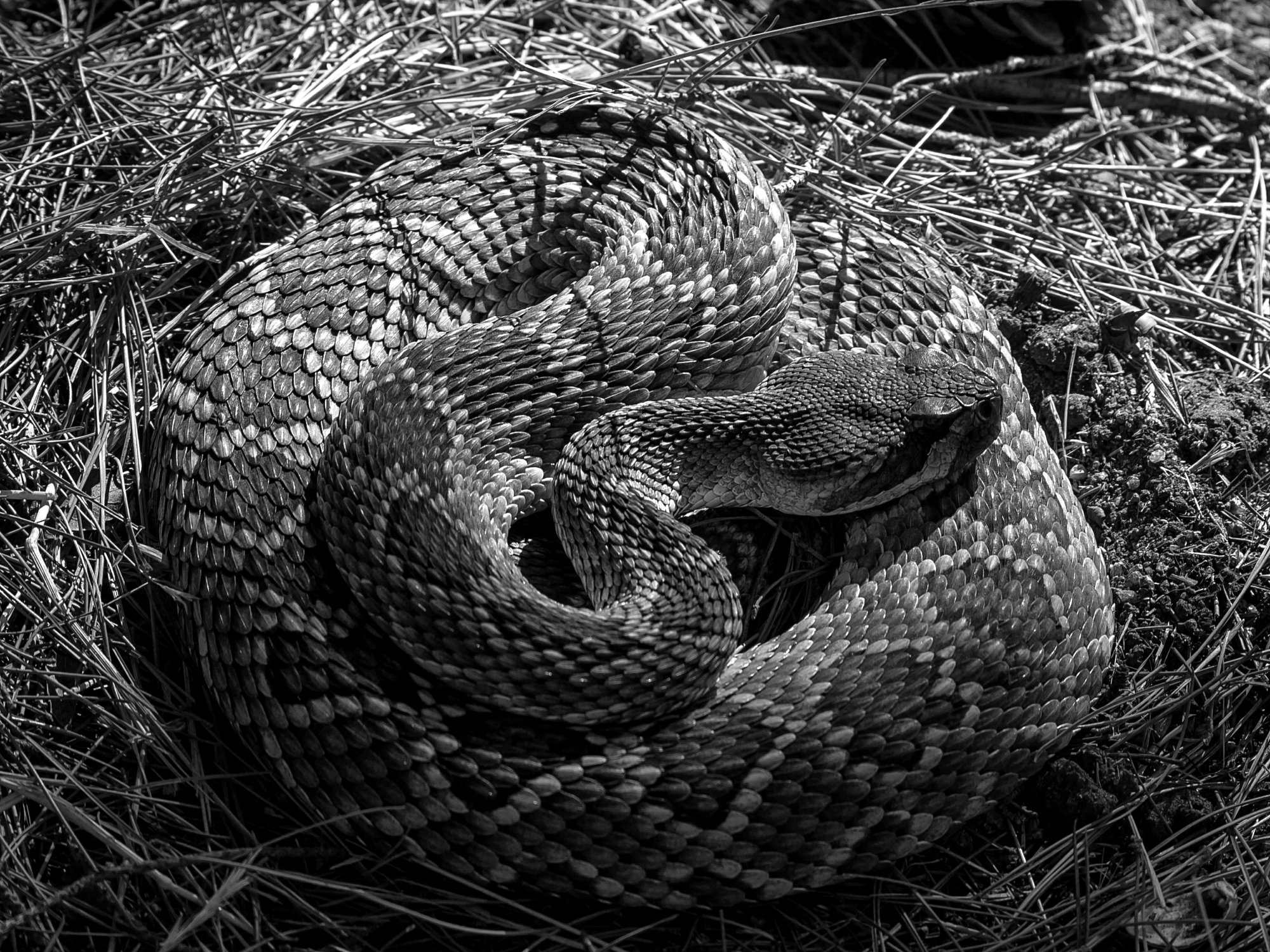 coiled rattlesnake 1772 10.02.22 xbw.jpg