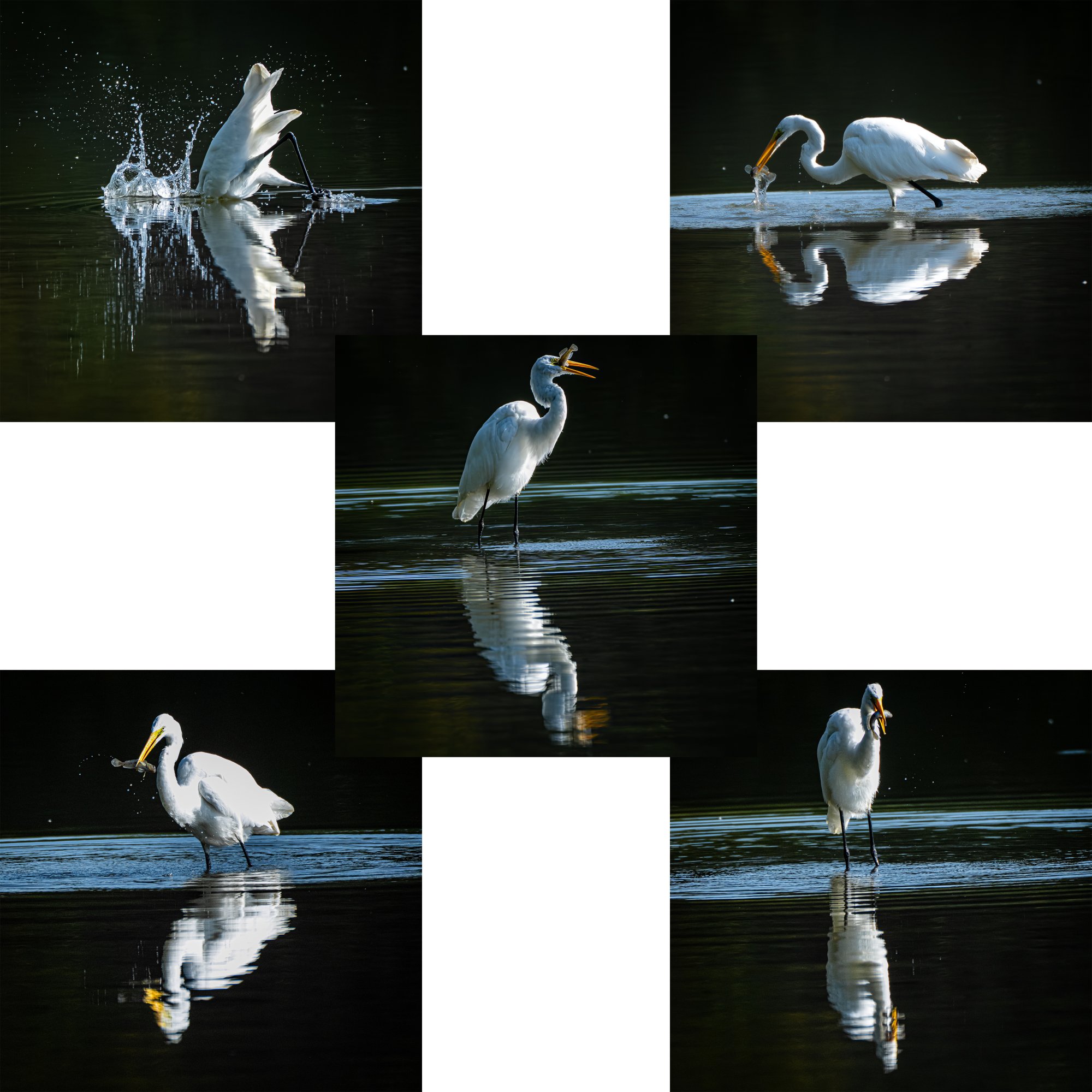 collage-001-great-egret.jpg