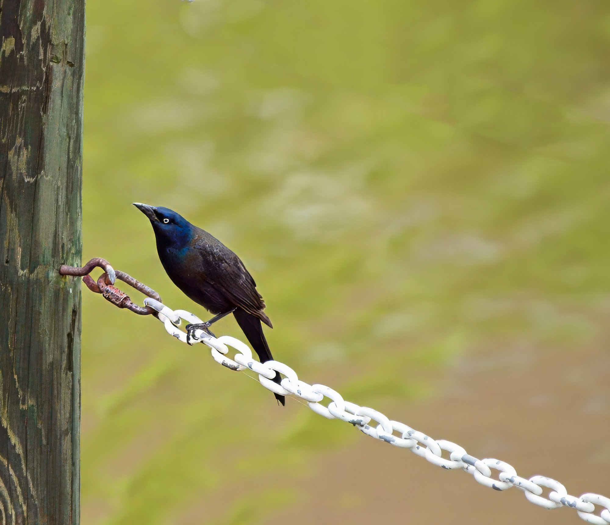 Common Grackle Studying a Pier Post.jpeg