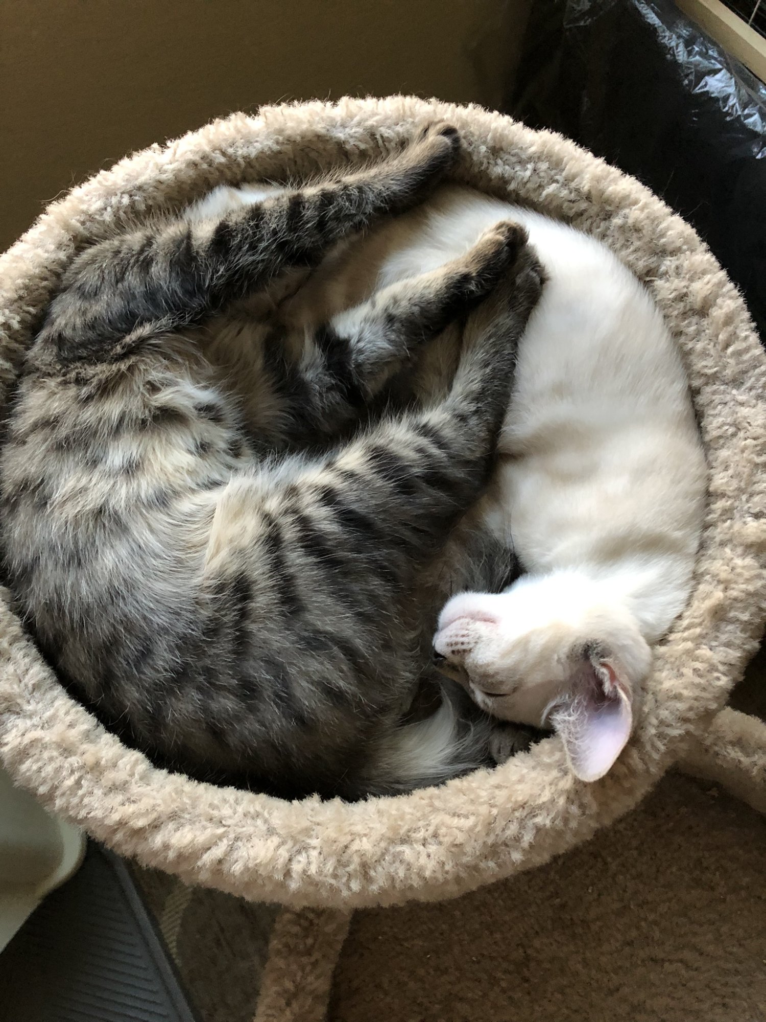 Cooper&Lily 8-16-2019.jpeg