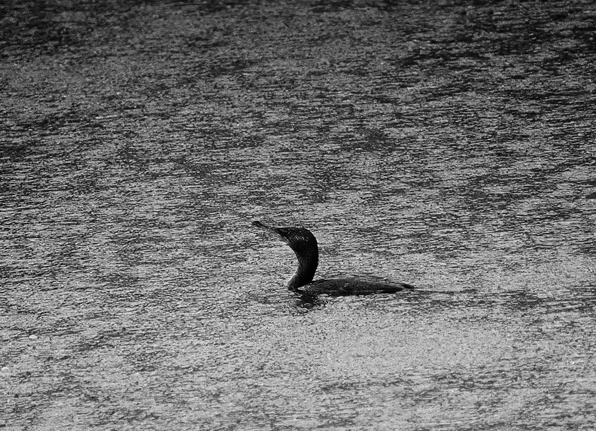 Cormorant in the Pouring Rain (B&W).jpeg