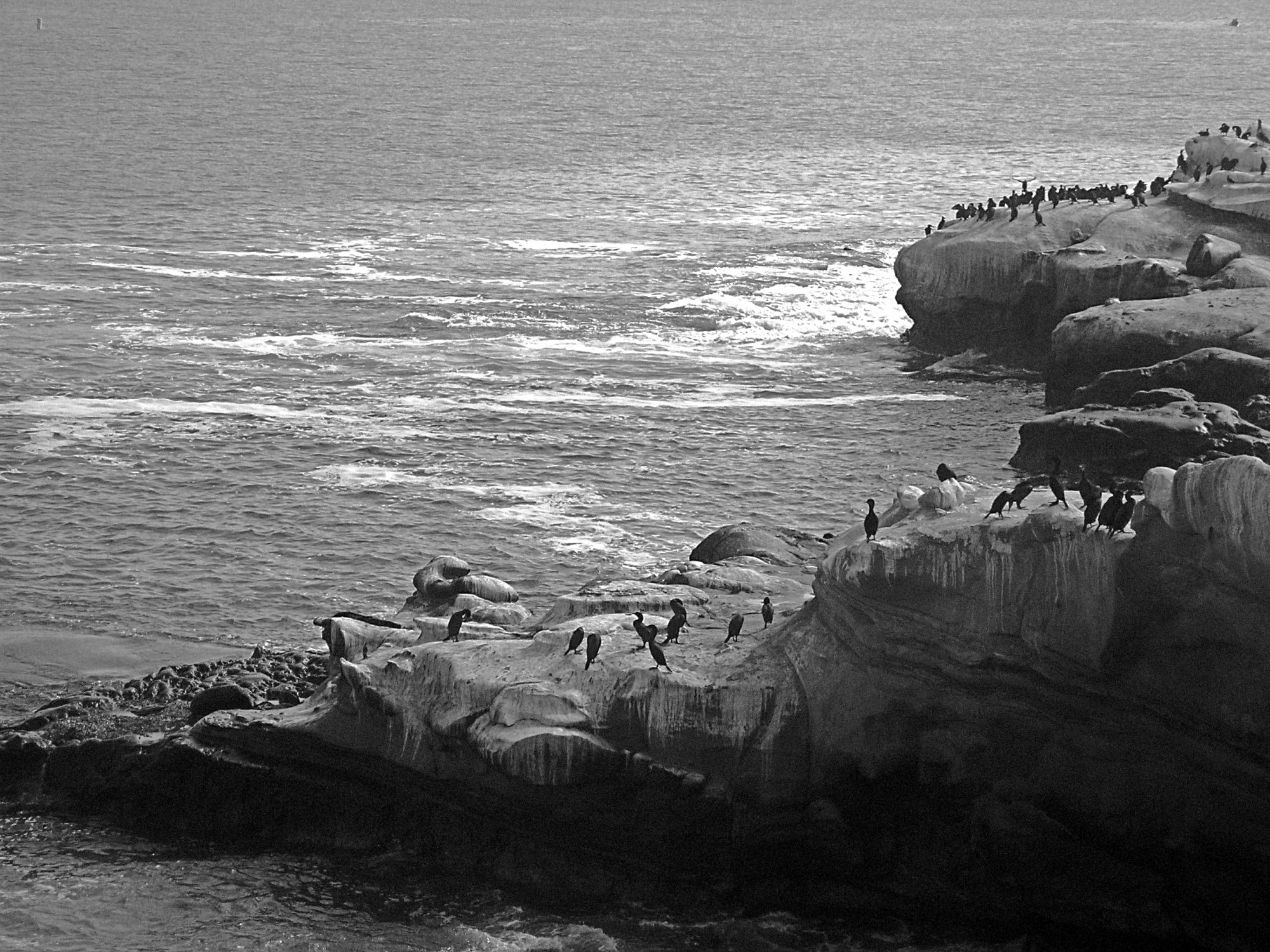 cormorant rock lj cove xbw.jpg