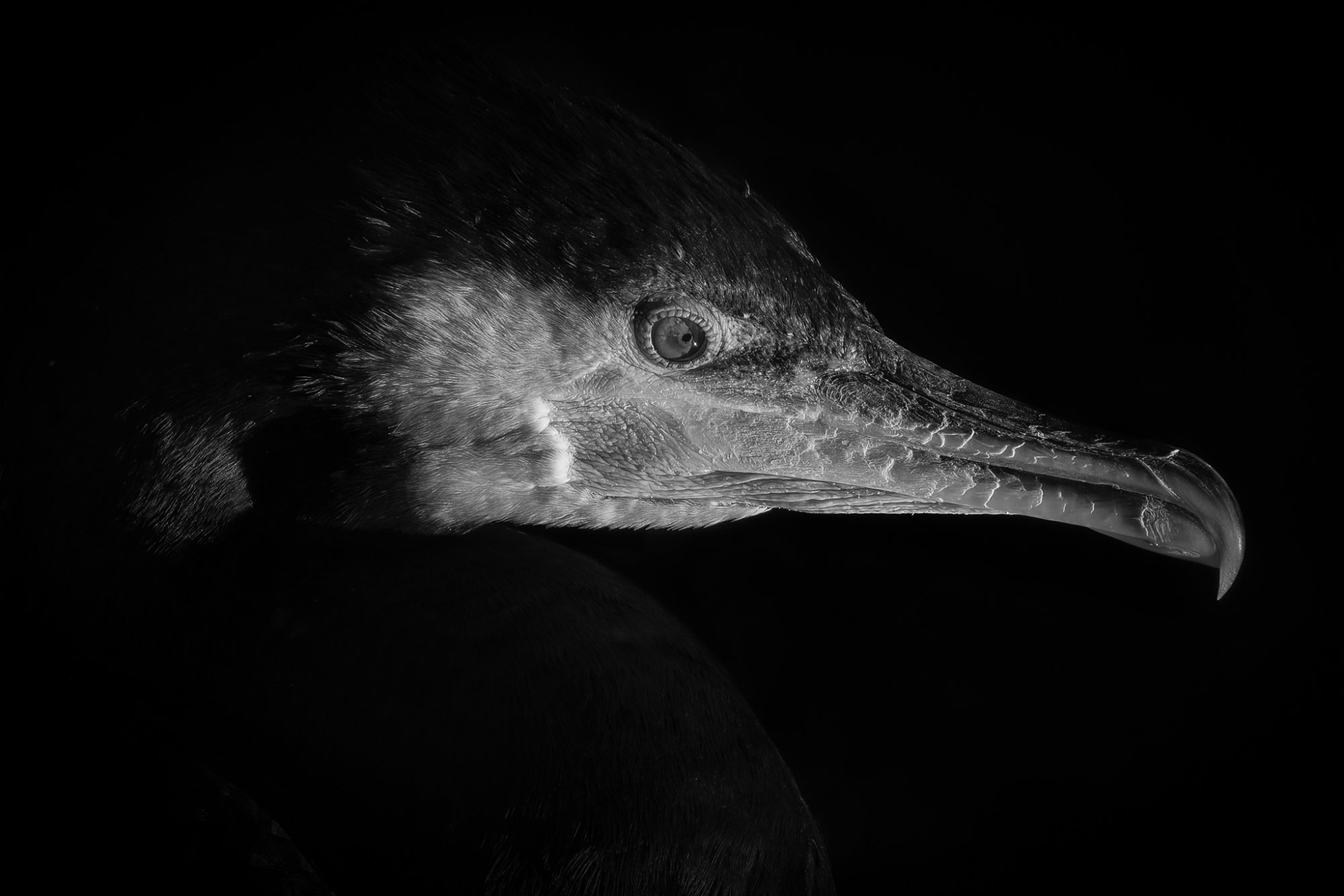 Cormorant_J-1.jpeg