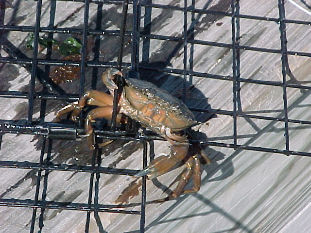 crab1.jpg