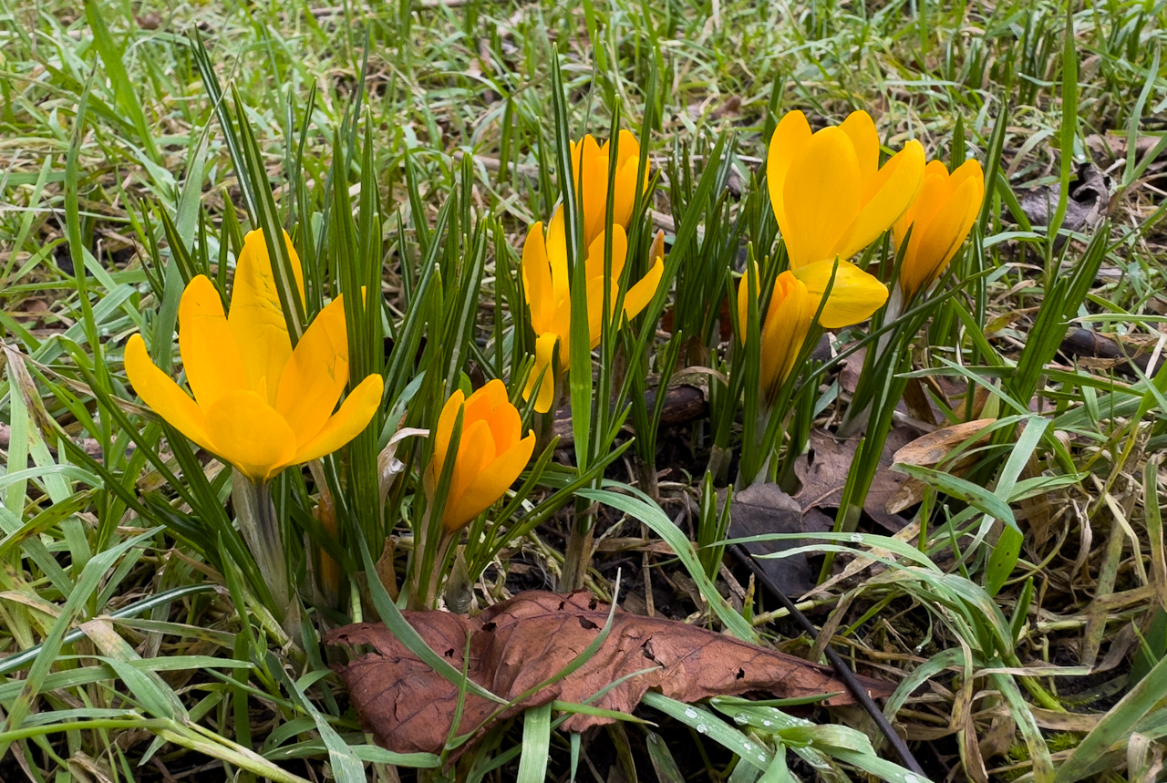 Crocus20250201-1.jpg