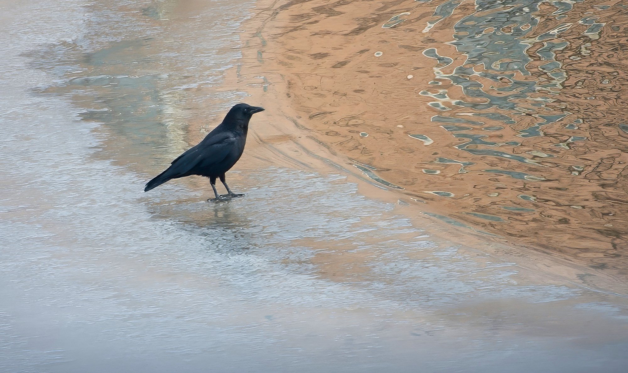 Crow at the Edge of the Icy Lake.jpeg