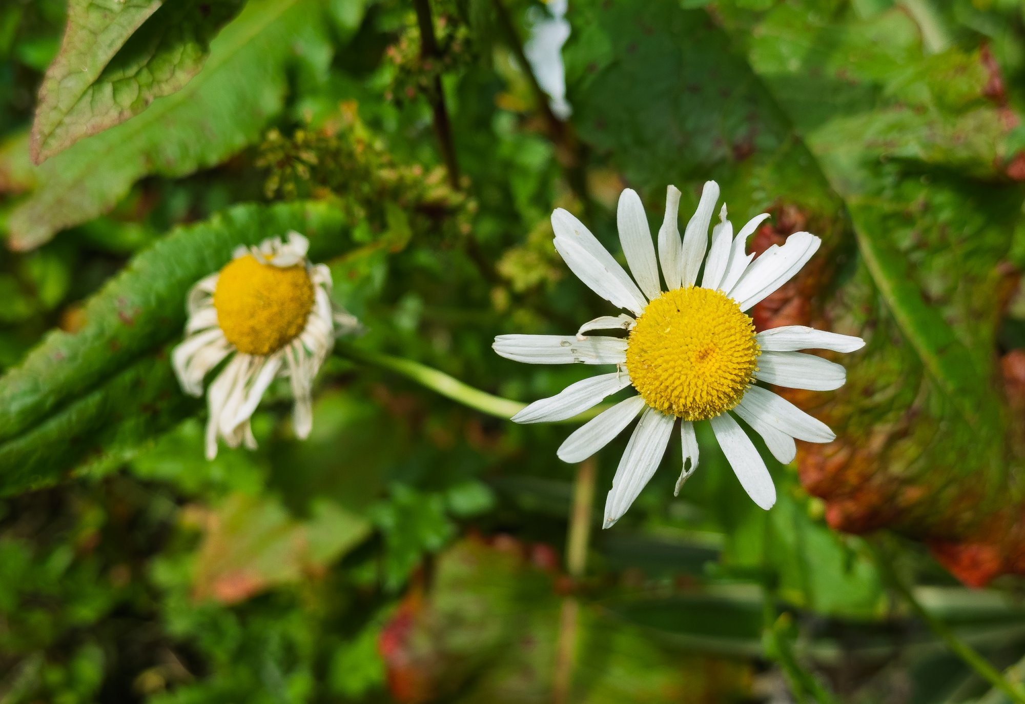 Daisy20250621.jpg