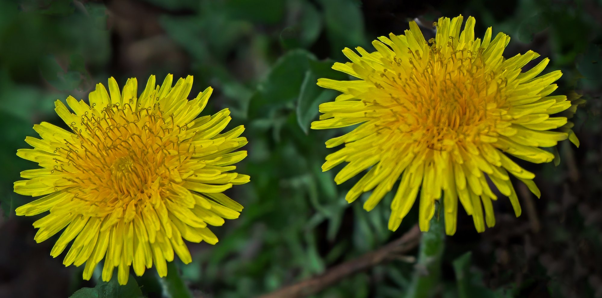 Dandelion Twins.jpeg