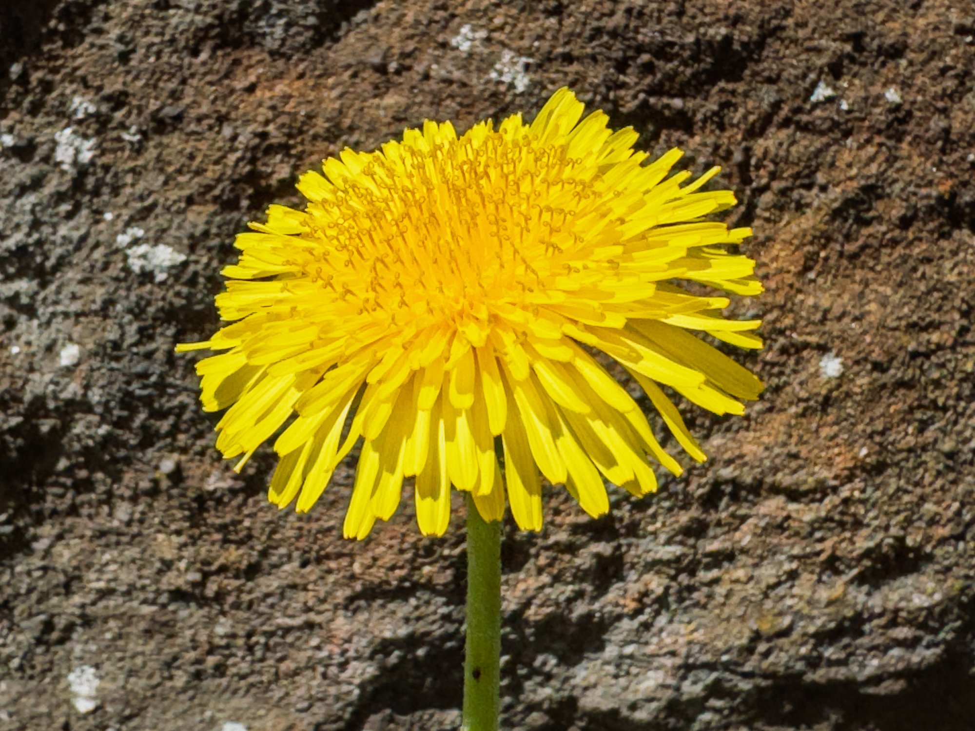 Dandelion20250629.jpg
