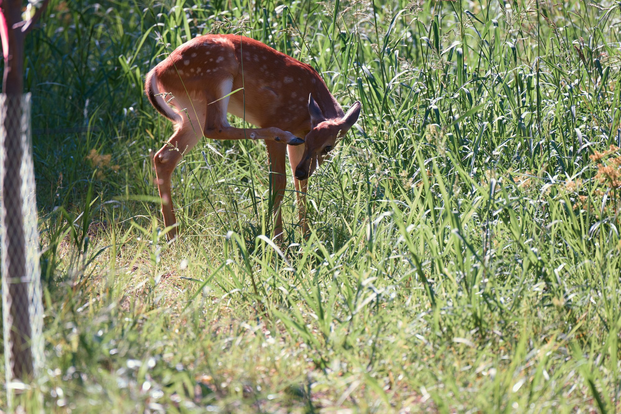 deer-0288-24-08-11.jpg