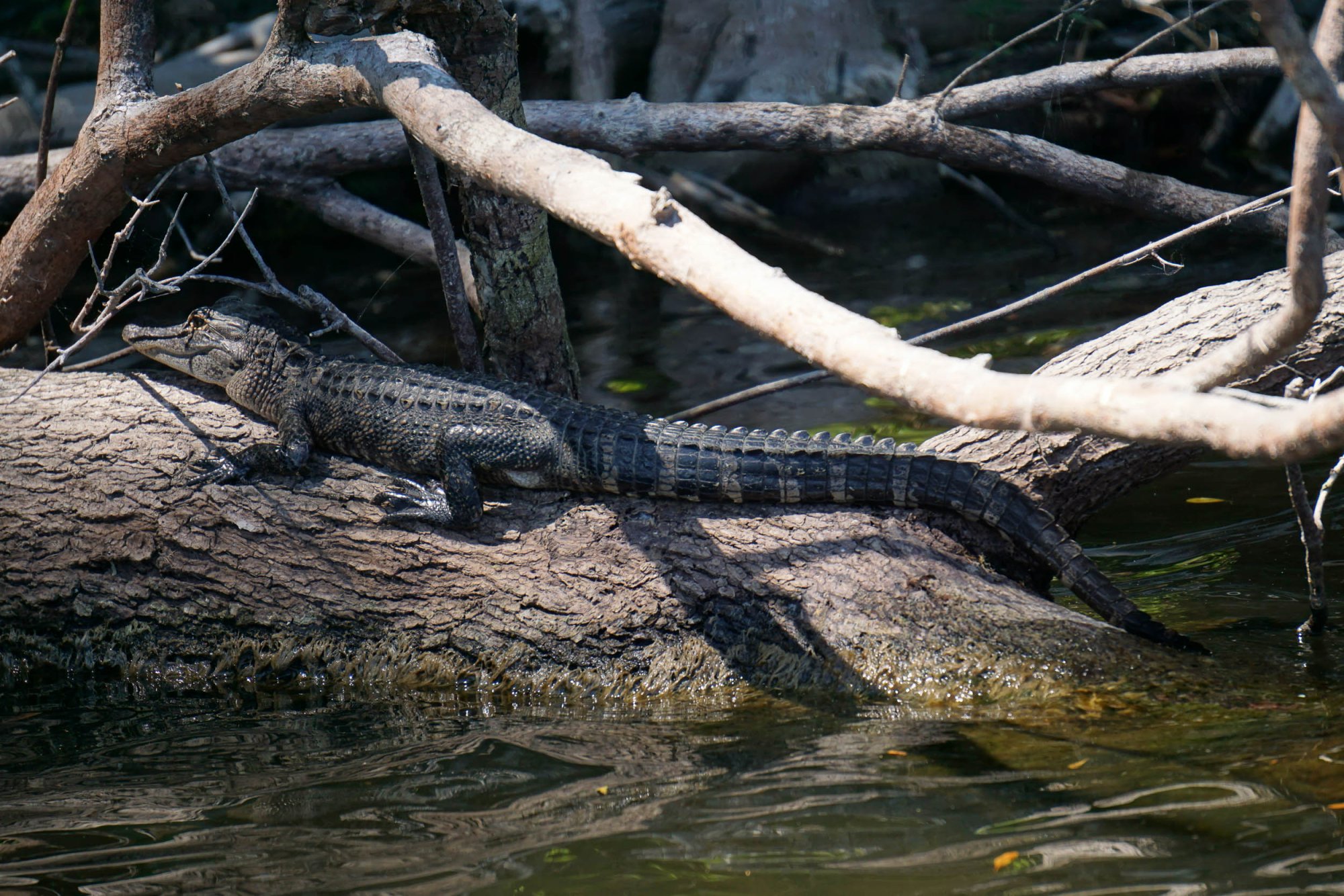 DeLeon Springs 2500px-9.jpg