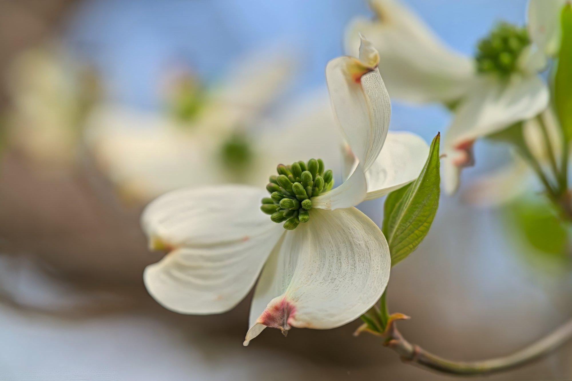 Dogwood Blossoms.jpeg