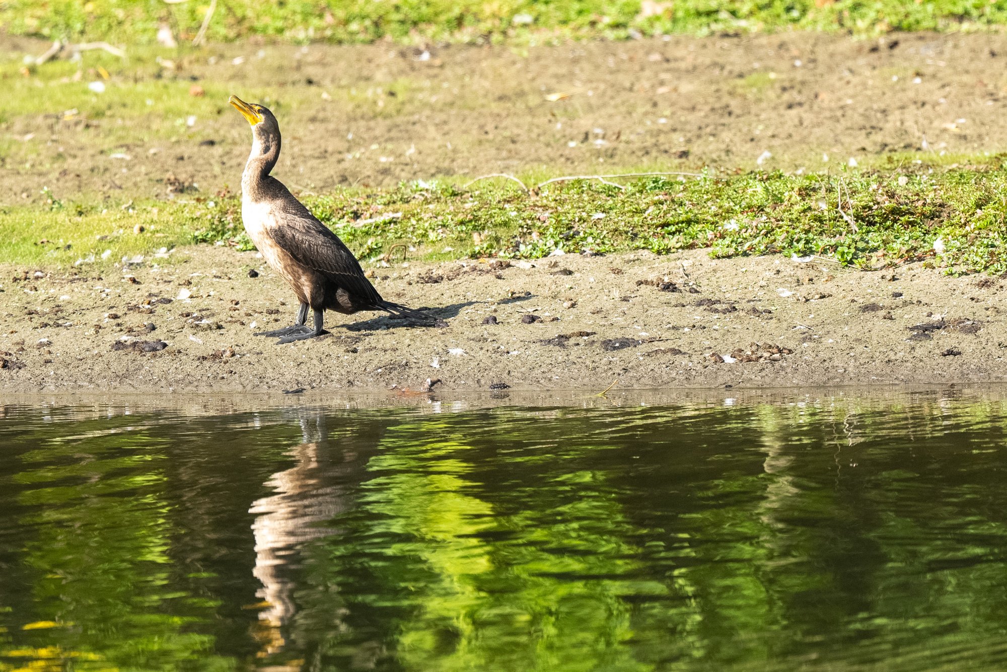 Double-crested Cormorant 9-20-204.jpg