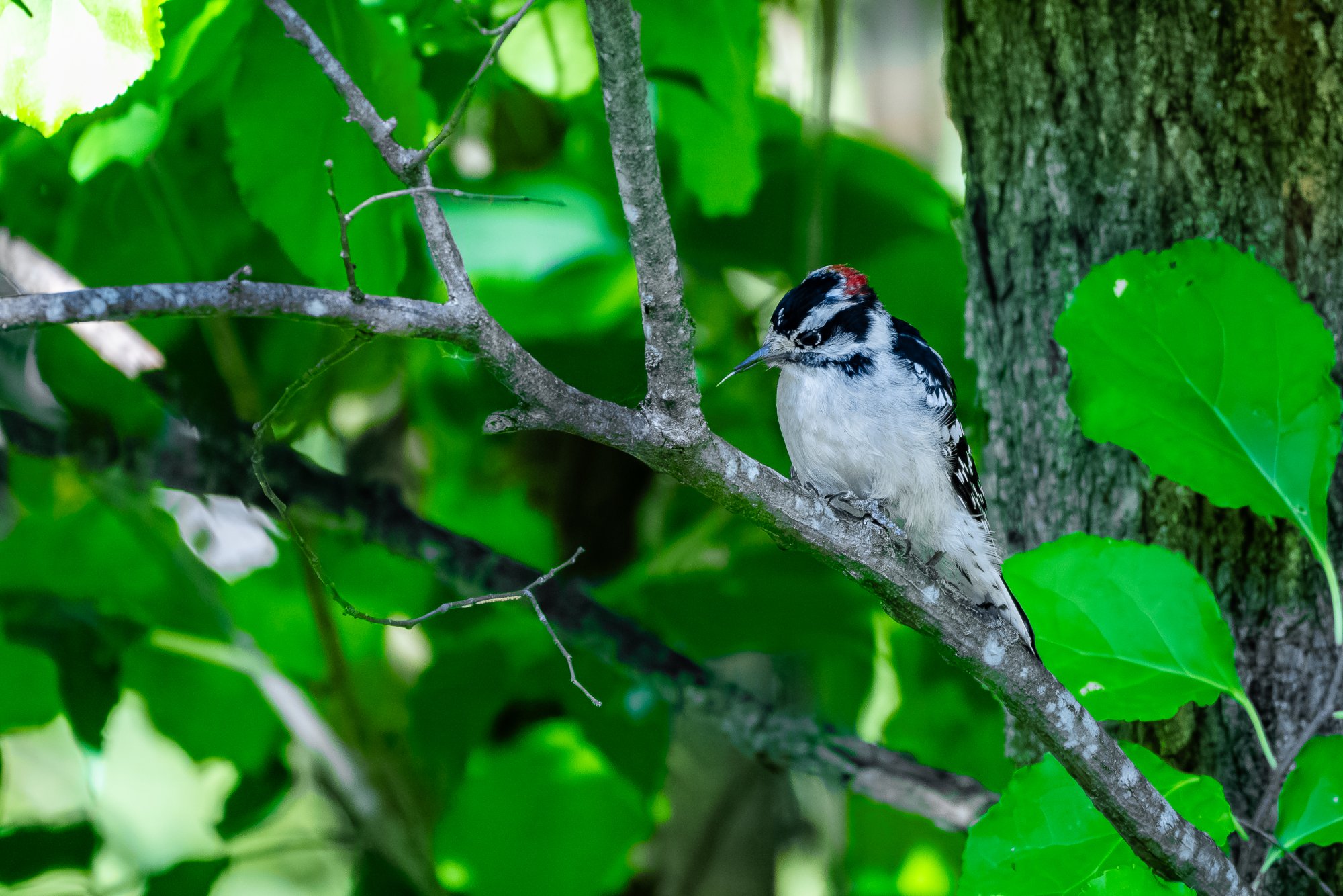 Downy Woodpecker-6.jpg