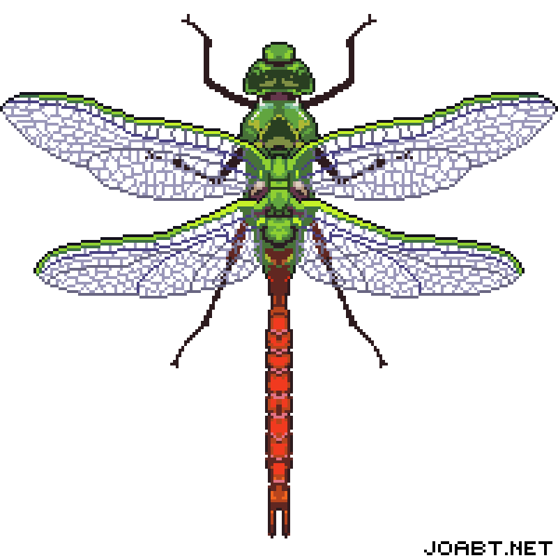 Dragonfly 2.gif
