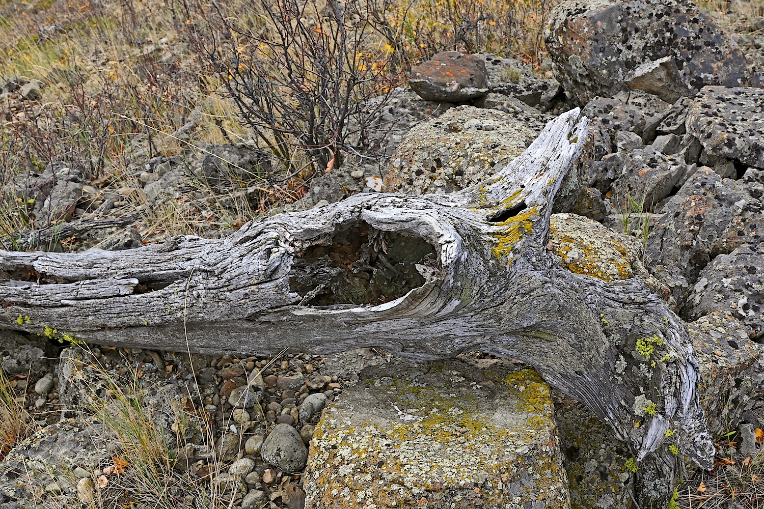 Driftwood_n973.jpg