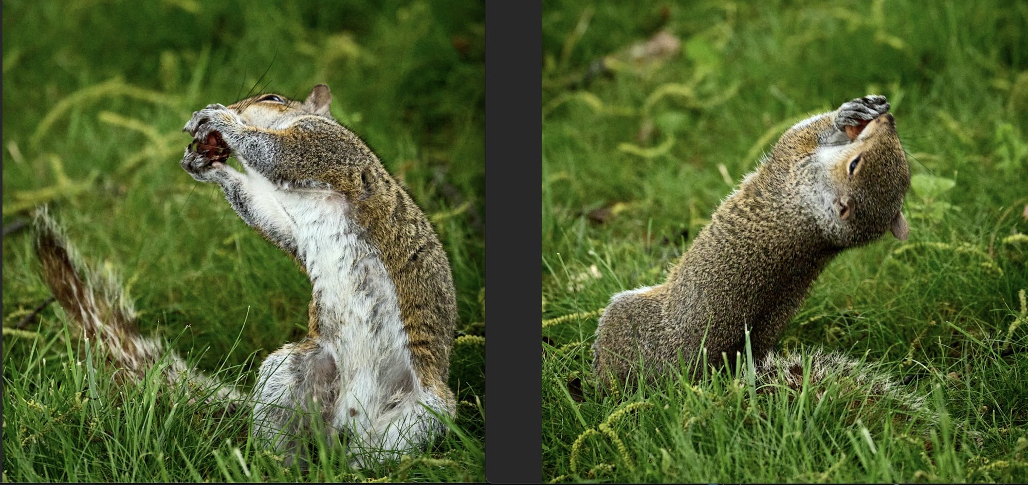 drunk squirrel.jpg