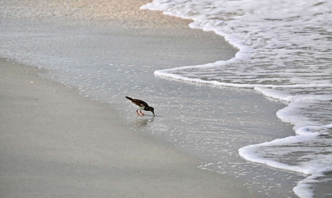 DSC_0068.jpeg