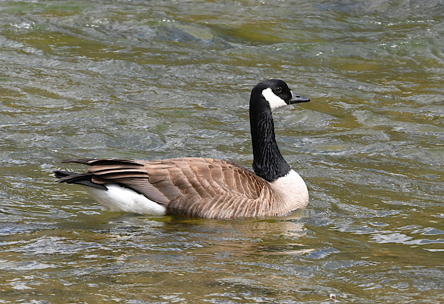 DSC_0104a.jpg