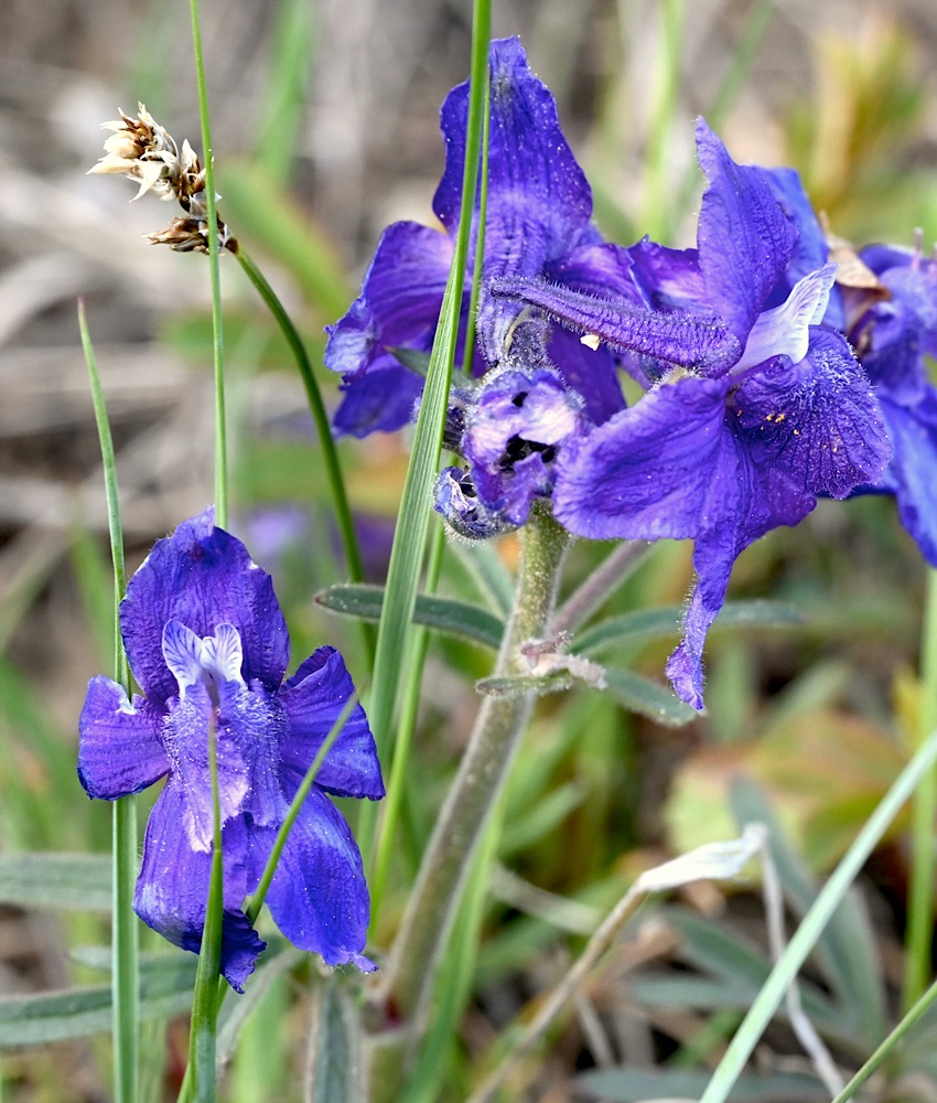 DSC_0196.jpg