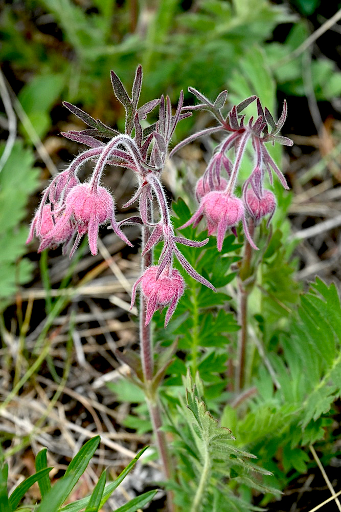 DSC_0200A.jpg