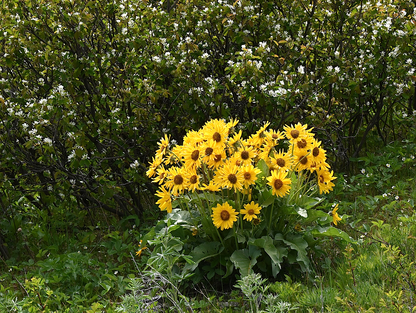 DSC_0202A.jpg