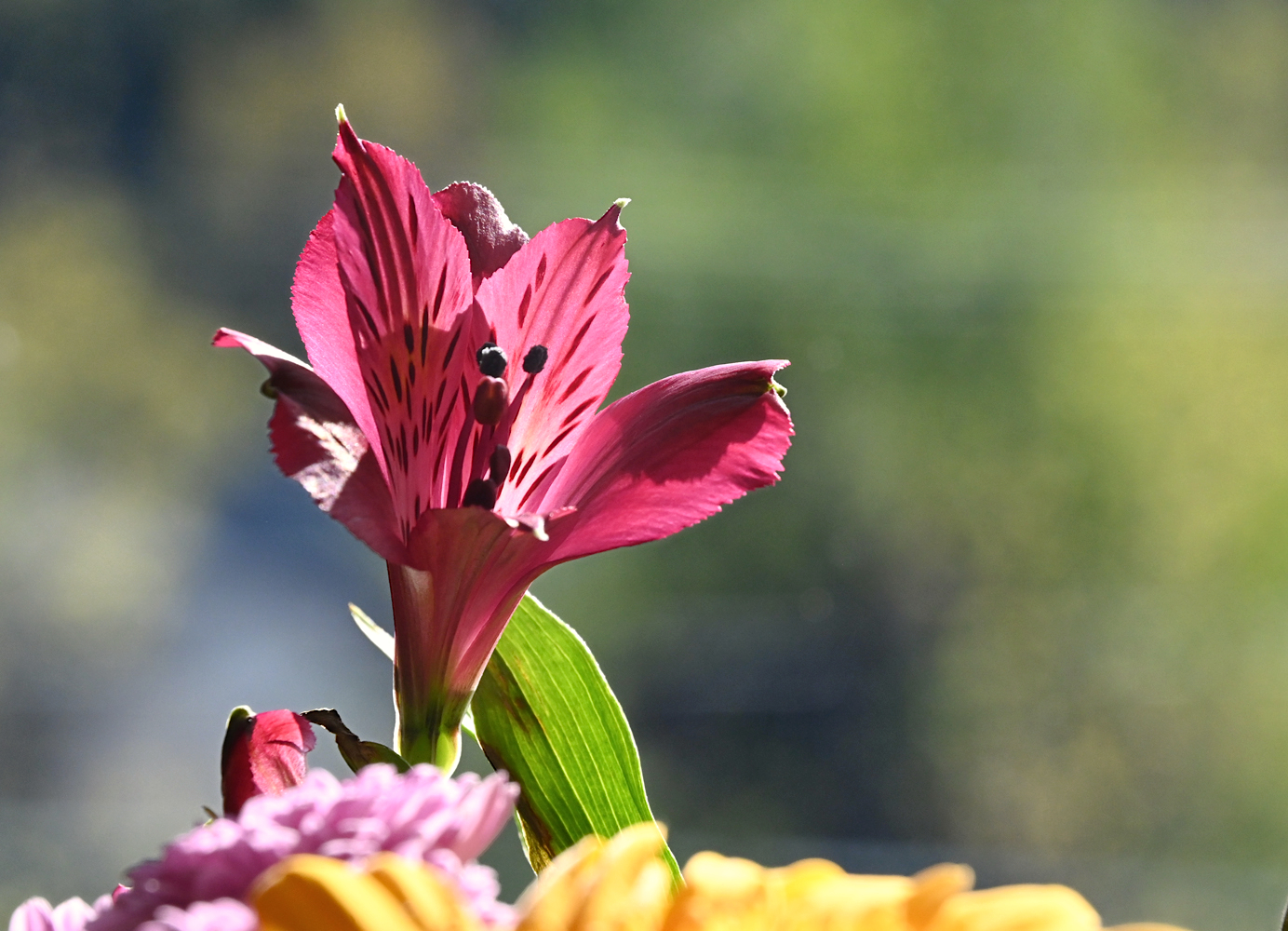 DSC_0203A.jpg
