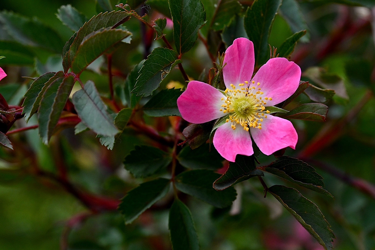 DSC_0357A.jpg