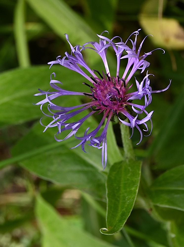 DSC_0519A.jpg
