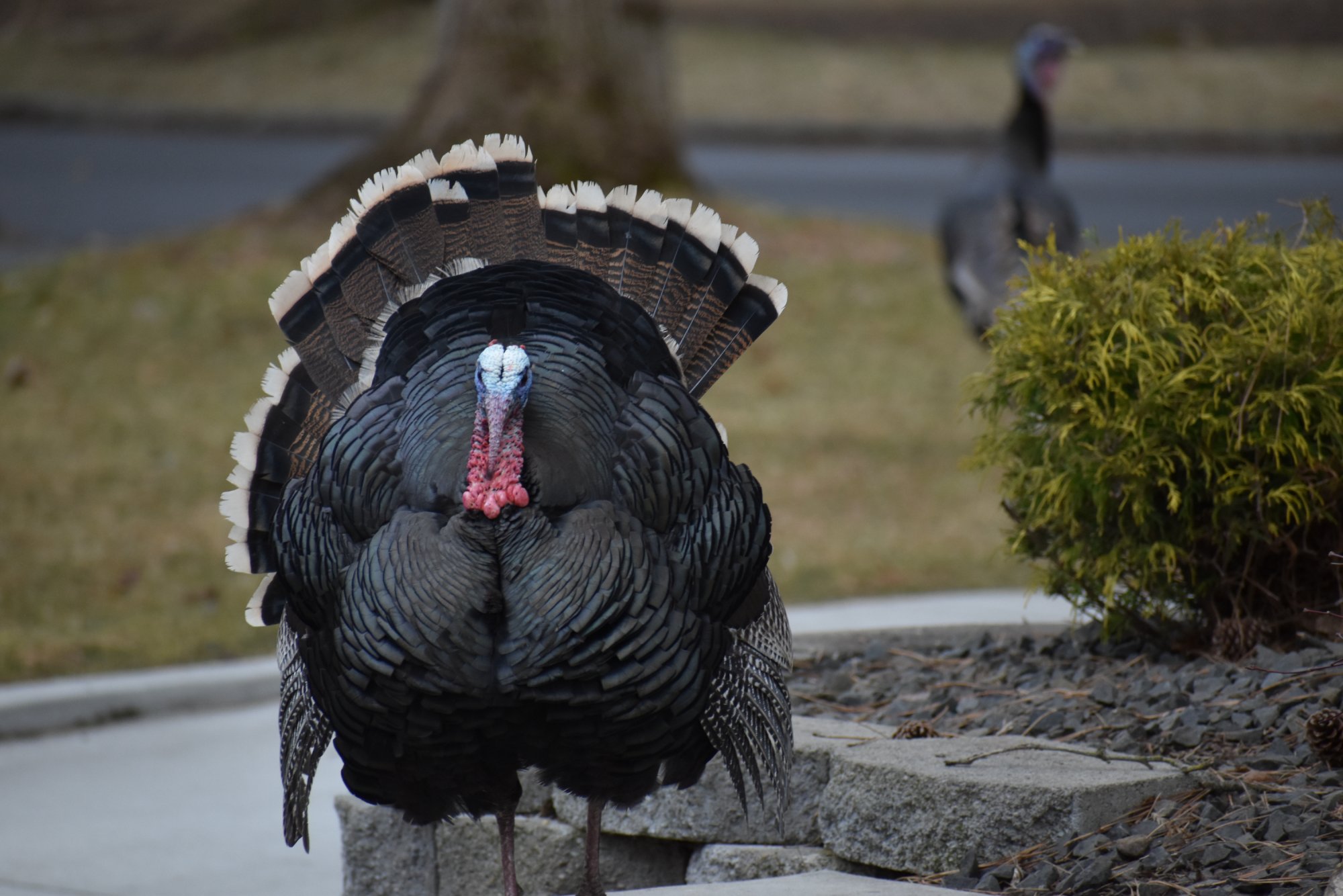 DSC_1589.JPG